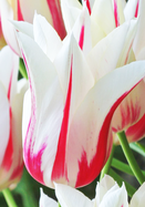 Marilyn tulip heirloom bulbs