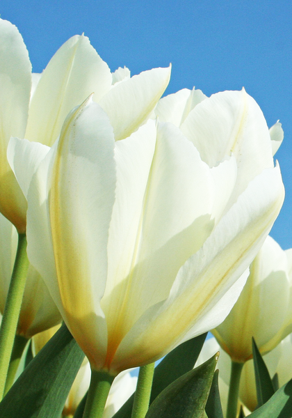 Purissima tulip heirloom bulbs