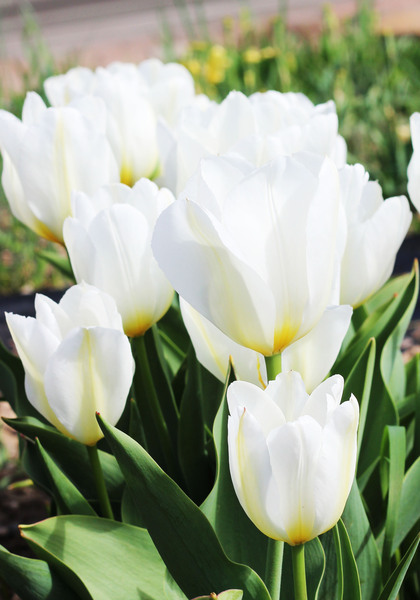 Purissima tulip heirloom bulbs #3