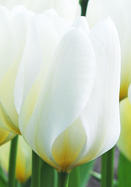 Purissima tulip heirloom bulbs