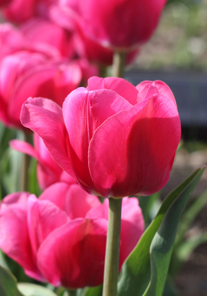 Carola tulip heirloom bulbs #3