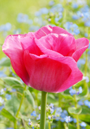 Carola tulip heirloom bulbs