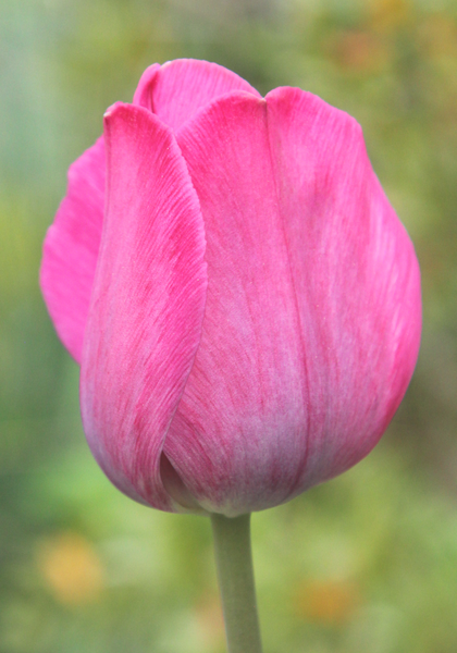 Don Quichotte tulip heirloom bulbs