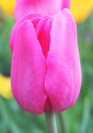 Don Quichotte tulip heirloom bulbs