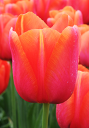Avignon tulip heirloom bulbs
