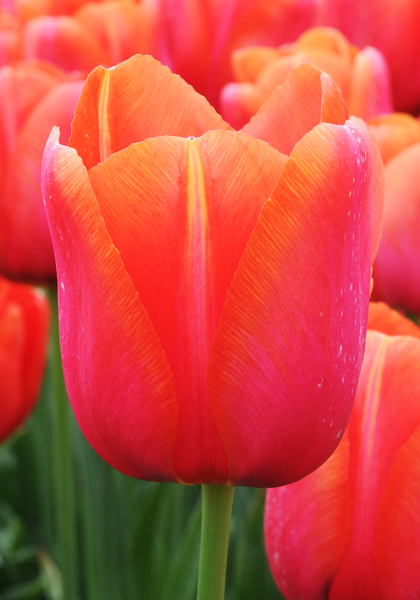 Avignon tulip heirloom bulbs
