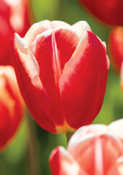 Leen Van der Mark tulip heirloom bulbs #2