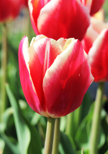 Leen Van der Mark tulip heirloom bulbs #3