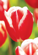 Leen Van der Mark tulip heirloom bulbs