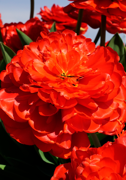 Miranda tulip heirloom bulbs #4
