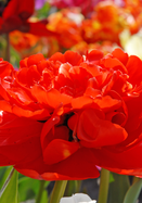 Miranda tulip heirloom bulbs