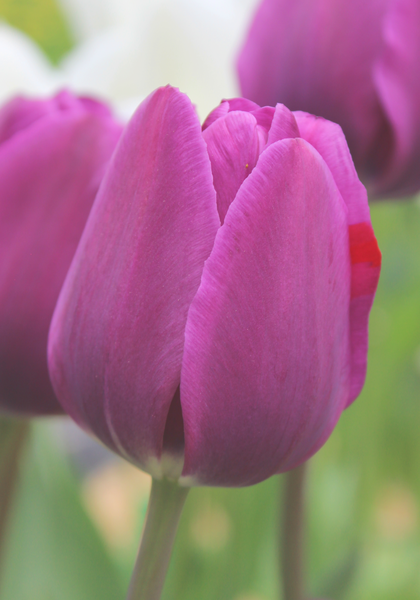 Negrita tulip heirloom bulbs