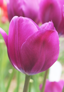 Negrita tulip heirloom bulbs