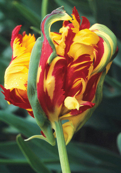 Perfecta tulip heirloom bulbs