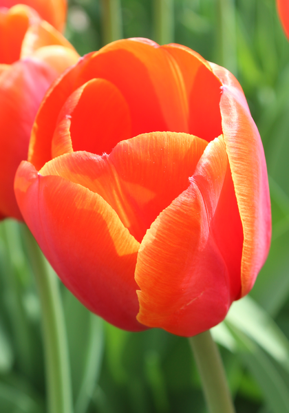 Ad Rem tulip heirloom bulbs