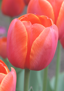 Ad Rem tulip heirloom bulbs