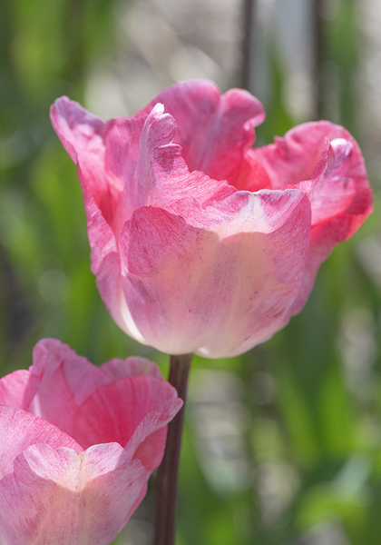 Gander’s Rhapsody tulip heirloom bulbs #2