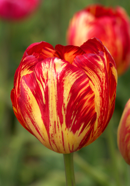 Rubens tulip heirloom bulbs