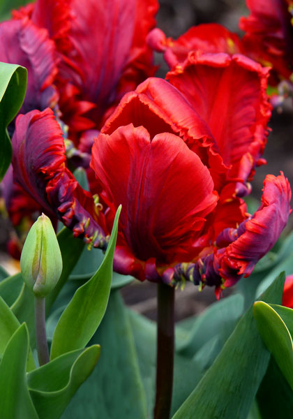 Rococo tulip heirloom bulbs