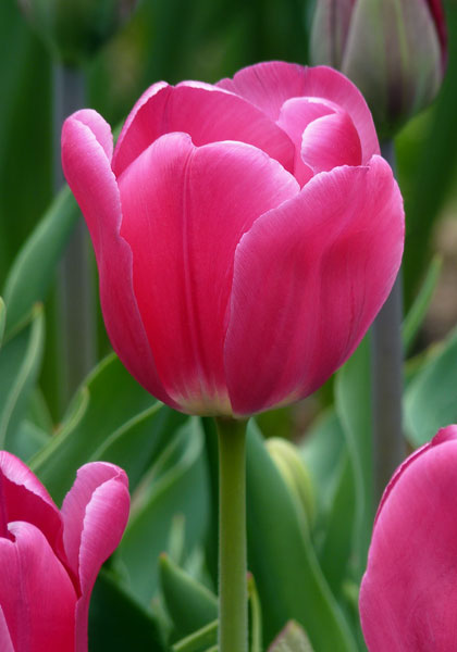 Proserpine tulip heirloom bulbs