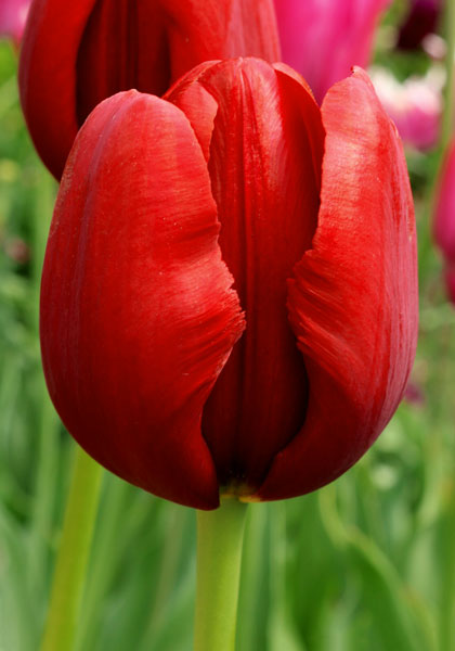 President Hoover tulip heirloom bulbs