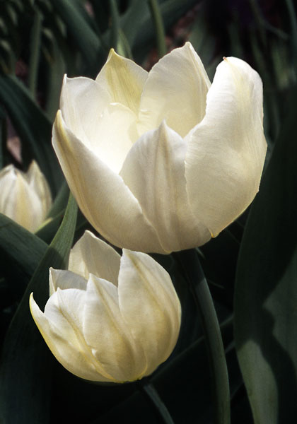 Pottebakker White tulip heirloom bulbs