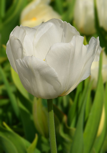 Pottebakker White tulip heirloom bulbs