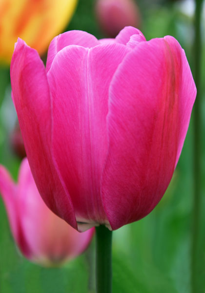 Le Mogol tulip heirloom bulbs