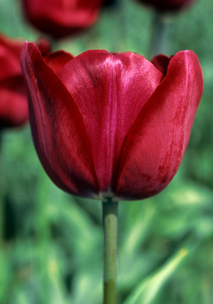 Archeron tulip heirloom bulbs