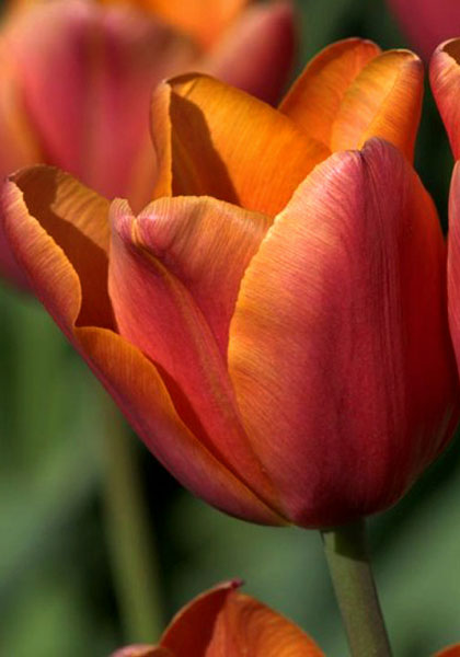 Vulcan tulip heirloom bulbs