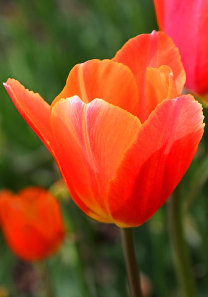 Orange King tulip heirloom bulbs