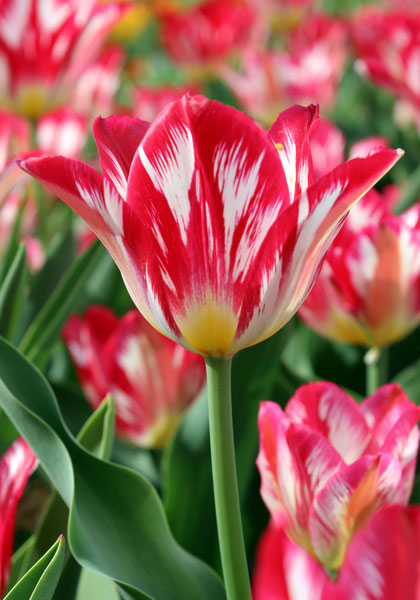 Silver Standard tulip heirloom bulbs