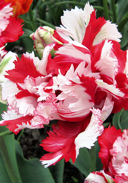 Heirloom Tulip Bulbs