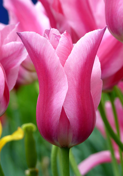 Mariette tulip heirloom bulbs