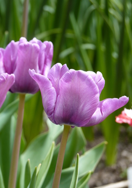 Blue Parrot tulip heirloom bulbs