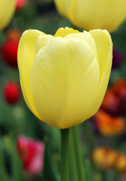 Elsie Eloff tulip heirloom bulbs