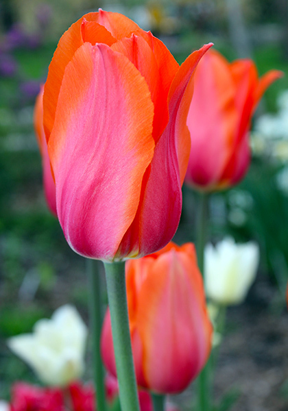 Temple of Beauty tulip heirloom bulbs