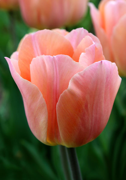 Apricot Beauty tulip heirloom bulbs