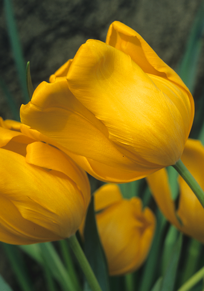 Pluvia D’Oro tulip heirloom bulbs