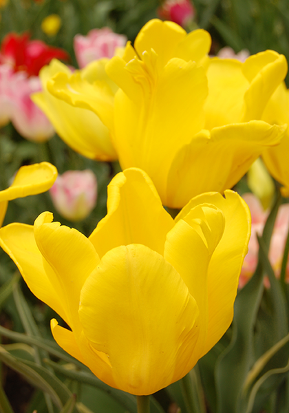Pluvia D’Oro tulip heirloom bulbs