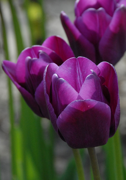 Klopstock tulip heirloom bulbs
