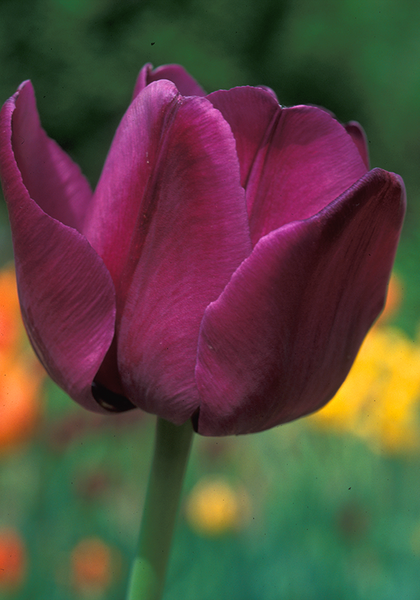 Klopstock tulip heirloom bulbs