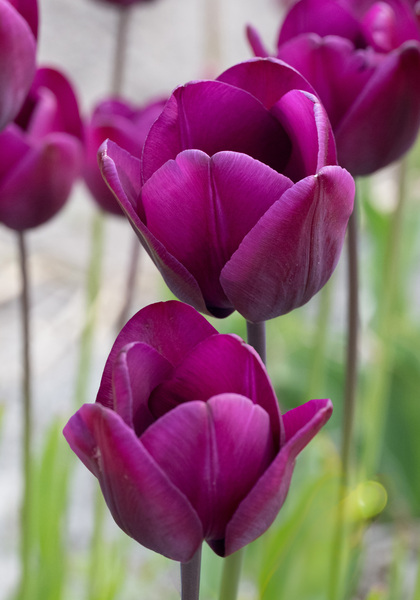 Klopstock tulip heirloom bulbs