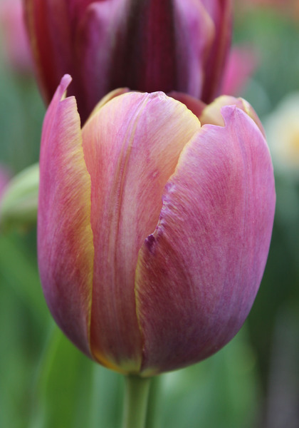 Je Maintiendrai tulip heirloom bulbs