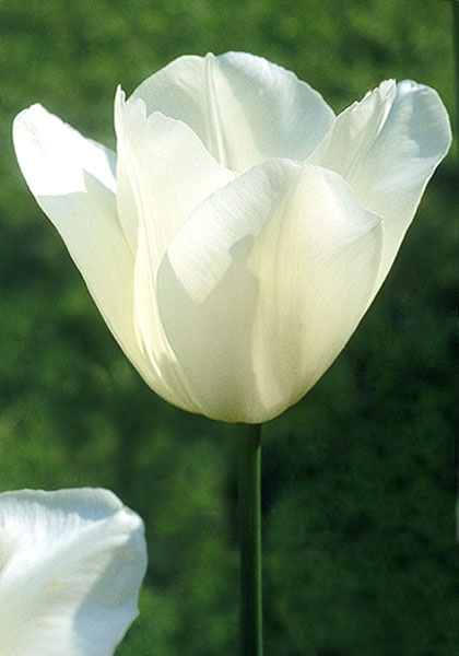 Wildhof tulip heirloom bulbs