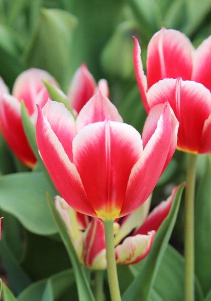 Duc van Tol Red & White tulip heirloom bulbs