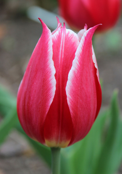 Duc van Tol Red & White tulip heirloom bulbs