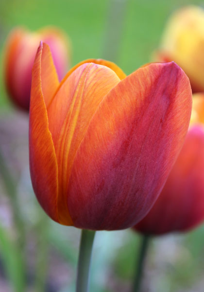 Madras tulip heirloom bulbs