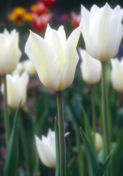 White Triumphator tulip heirloom bulbs