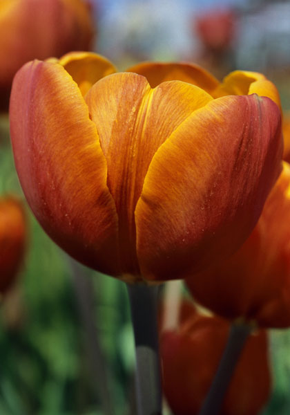 Alice Keith tulip heirloom bulbs